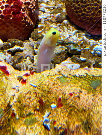 A fish pops out A fish pops out 118778236
