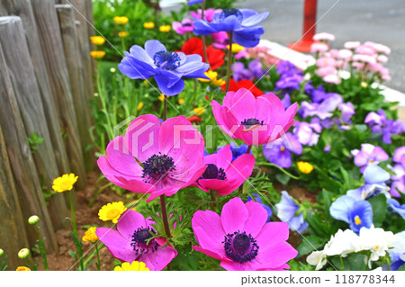 Vibrant anemone flowers 118778344