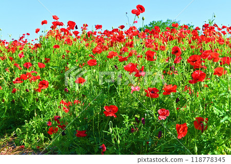 Vivid poppy field Vivid poppy field 118778345
