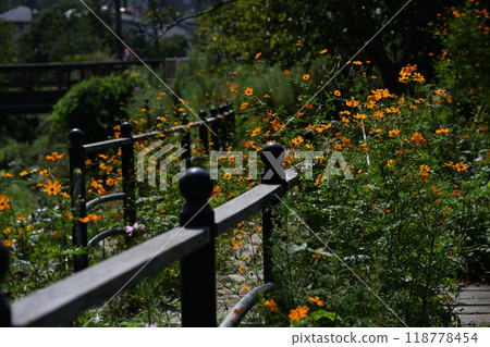  Kivanacosmos 118778454