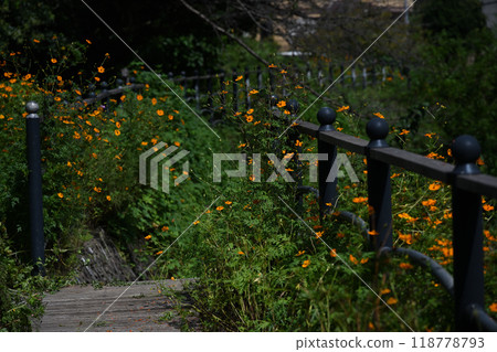 黃波斯菊 黃波斯菊 118778793