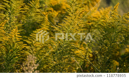 Goldenrod（金棒） 118778935
