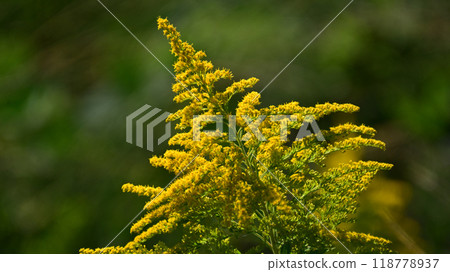 Goldenrod (Golden rod) Goldenrod (Golden rod) 118778937