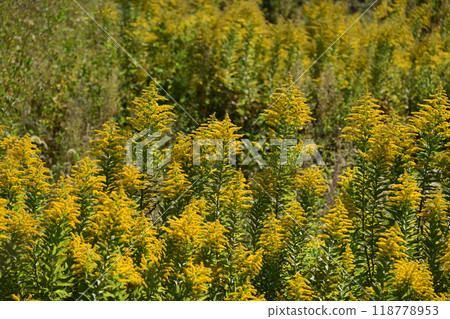 Goldenrod (Golden rod) Goldenrod (Golden rod) 118778953