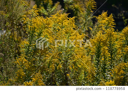 Goldenrod(金棒) Goldenrod(金棒) 118778958
