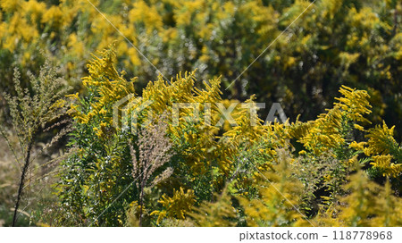 Goldenrod（金棒） 118778968