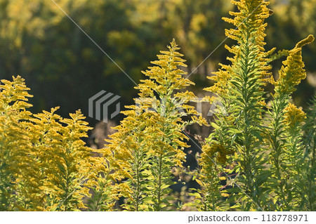 Goldenrod (Golden rod) 118778971