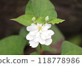 可愛的雙花北達美 118778986