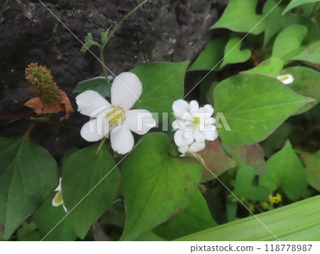 可愛的雙花北達美 可愛的雙花北達美 118778987