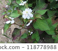可愛的雙花北達美 118778988