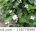 可愛的雙花北達美 118778989