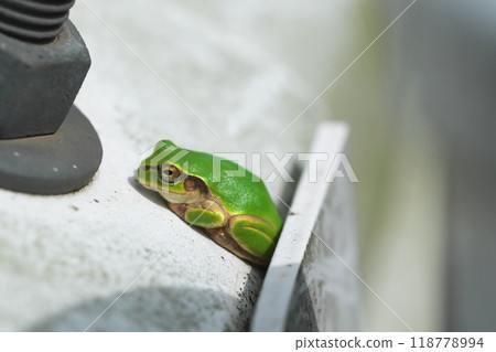 A Japanese tree frog sitting on a guardrail 118778994