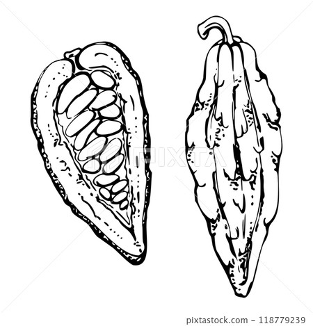 Coffee cocoa cacao beans nuts seed pods, stylized tree. Mayan aztec mexican plant. Hand drawn ink vector botanical illustration. Isolated single element. Design embroidery, travel, vacation, brochure Coffee cocoa cacao beans nuts seed pods, stylized tree. Mayan aztec mexican plant. Hand drawn ink vector botanical illustration. Isolated single element. Design embroidery, travel, vacation, brochure 118779239
