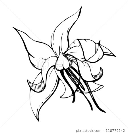 Coffee cocoa cacao vanilla flower, exotic tropical botanical illustration. Mayan aztec mexican plant. Hand drawn ink vector. Isolated single element for sweets cafe shop brochure, embroidery, travel 118779242