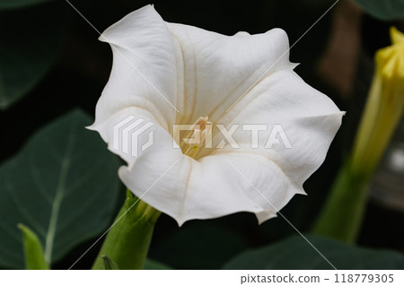 牽牛花 牽牛花 118779305