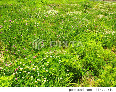 White clover and red clover blooming early summer field scenery White clover and red clover blooming early summer field scenery 118779310