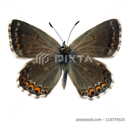 Black butterfly Lysandra bellargus female isolated on white, close-up, macro. Design element. Lycaenidae, collection butterflies, insects. Black butterfly Lysandra bellargus female isolated on white, close-up, macro. Design element. Lycaenidae, collection butterflies, insects. 118779325