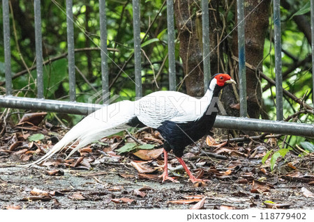 Silverback bird 118779402