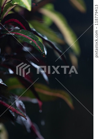 Beautiful Croton Beautiful Croton 118779413