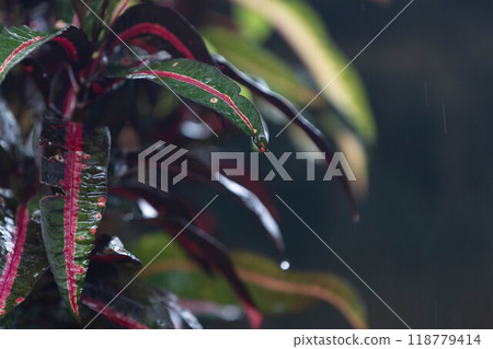 Beautiful Croton Beautiful Croton 118779414