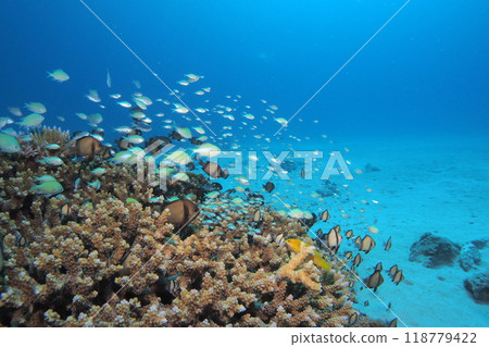 珊瑚、藍色的大海和魚的水下照片 珊瑚、藍色的大海和魚的水下照片 118779422