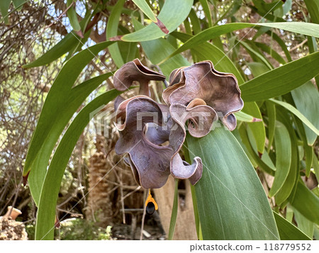 Pods of Earleaf acacia, earpod wattle tree (lat.- Acacia auriculiformis) Pods of Earleaf acacia, earpod wattle tree (lat.- Acacia auriculiformis) 118779552