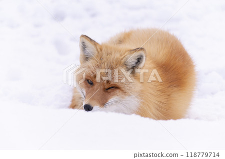 A red fox curled up on the snow A red fox curled up on the snow 118779714