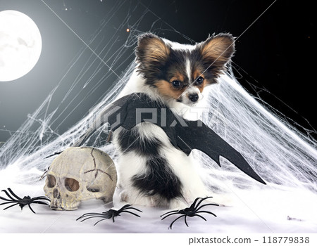 puppy papillon dog in studio puppy papillon dog in studio 118779838