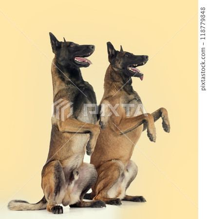 malinois in studio 118779848
