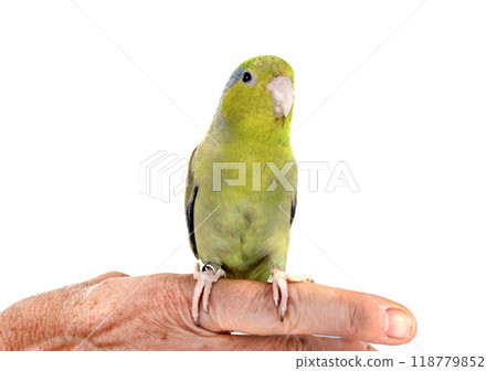 Pacific parrotlet in studio Pacific parrotlet in studio 118779852