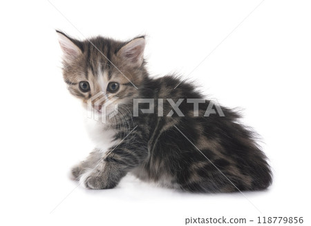 young Kurilian Bobtail in studio young Kurilian Bobtail in studio 118779856