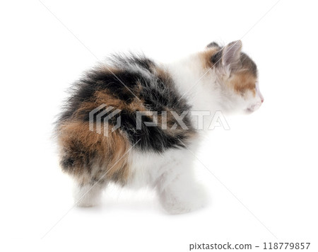 young Kurilian Bobtail in studio 118779857