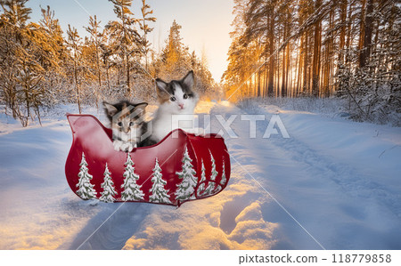 young Kurilian Bobtail in winter 118779858