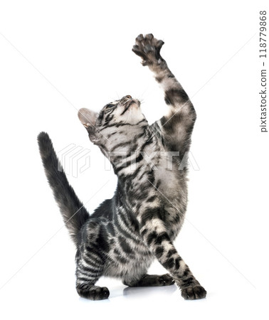 bengal kitten in studio bengal kitten in studio 118779868
