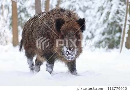 Hairy european wild boar during winter Hairy european wild boar during winter 118779920