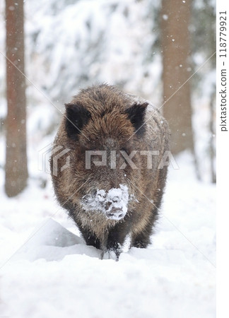 Hairy european wild boar during winter 118779921