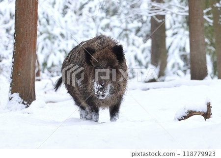 Hairy european wild boar during winter Hairy european wild boar during winter 118779923