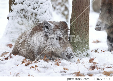 Hairy european wild boar during winter Hairy european wild boar during winter 118779925