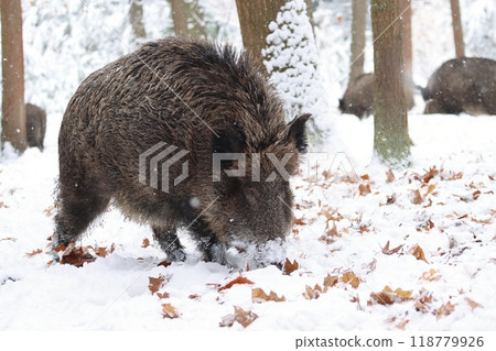 Hairy european wild boar during winter 118779926