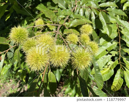 Autumn flavors, chestnuts, late summer, season Autumn flavors, chestnuts, late summer, season 118779997
