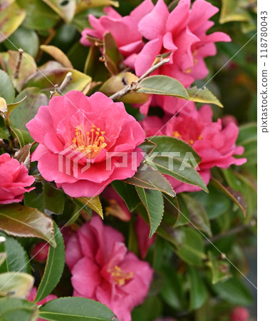 茶梅 (Camellia sasanqua) 118780043