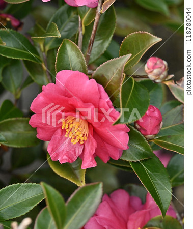 Sasanqua (Camellia sasanqua) Sasanqua (Camellia sasanqua) 118780044