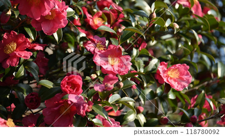 Sasanqua (Camellia sasanqua) Sasanqua (Camellia sasanqua) 118780092
