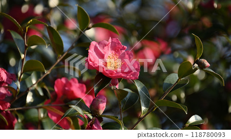 Sasanqua (Camellia sasanqua) Sasanqua (Camellia sasanqua) 118780093