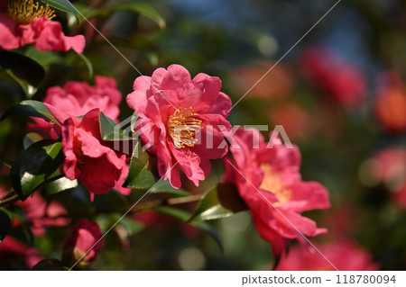 茶梅 (Camellia sasanqua) 茶梅 (Camellia sasanqua) 118780094