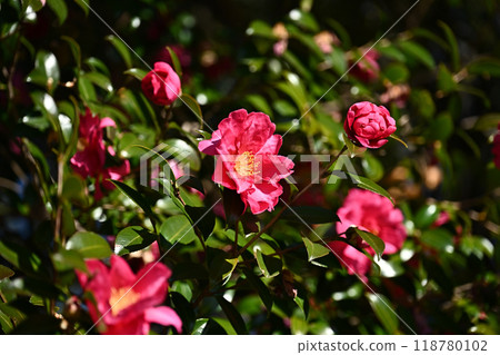 茶梅 (Camellia sasanqua) 茶梅 (Camellia sasanqua) 118780102