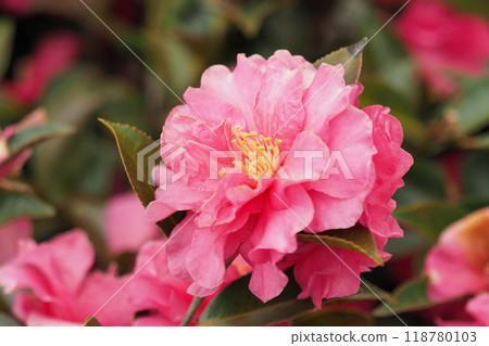 茶梅 (Camellia sasanqua) 茶梅 (Camellia sasanqua) 118780103