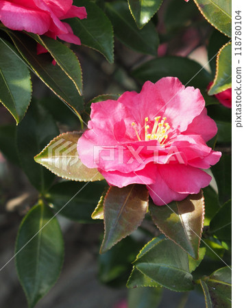 茶梅 (Camellia sasanqua) 118780104