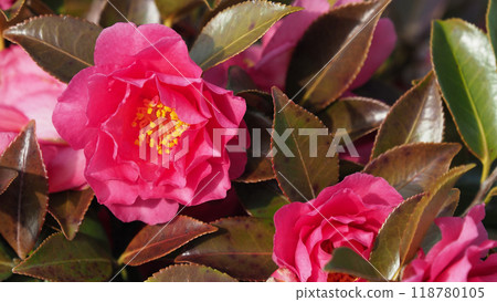 茶梅 (Camellia sasanqua) 茶梅 (Camellia sasanqua) 118780105