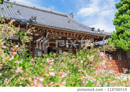 圓光禪寺、三葉草盛開（愛知縣稻澤市） 118780519